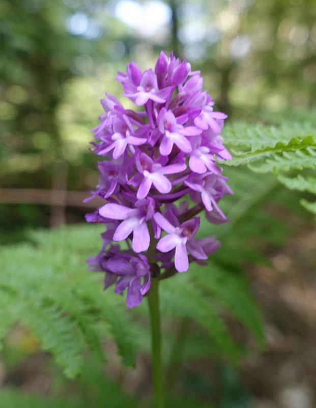 Alpine Orchid