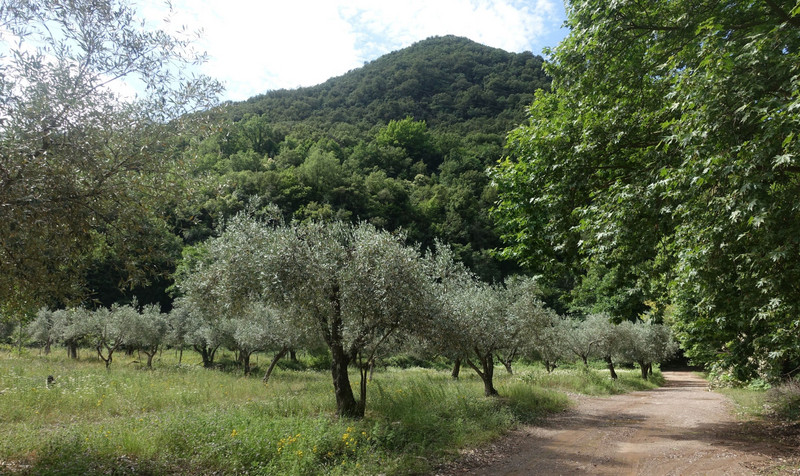 Rural Greece forest