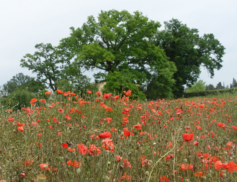 Poppies in Vaucluse