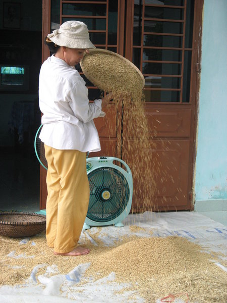 Winnowing Rice - Hoi An Style