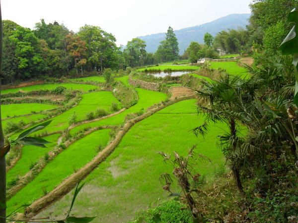 XinJie - rice nursery terraces