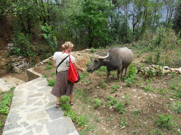 XinJie - an Ox meets a Buffalo