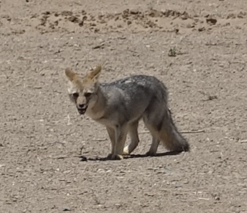 Desert Fox at Talampaya