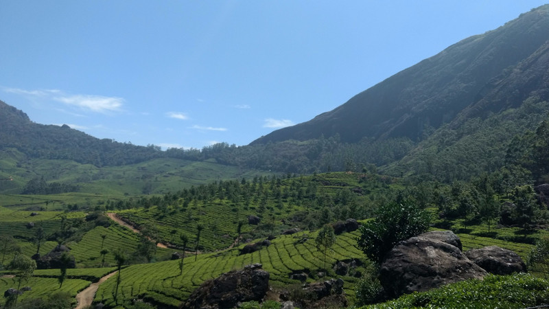 Tea Estates, Munnar region