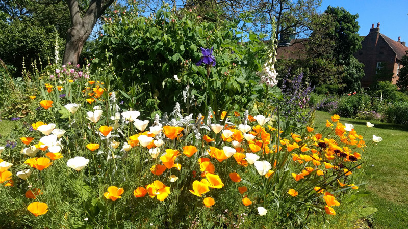 Osterley House - Californian Poppies