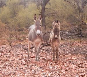 Donkeys near Ruby Gap