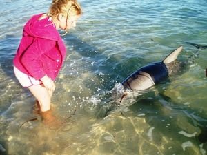 Me feeding a Dolphin