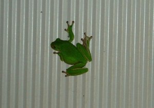 Eliot Falls - Green Tree Frog