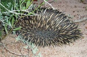 Echidna crossing the road