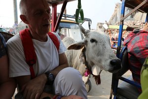 our friend in a rikshaw in Vrindavan :-)