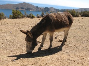 2 days old donkey on the Isla del Sol, Lake Titicaca, Bolivia
