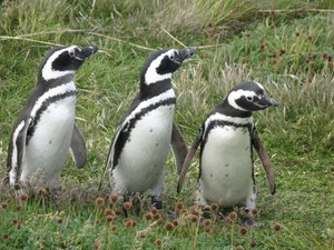 Magellan penguins in Punta Arenas, Chile