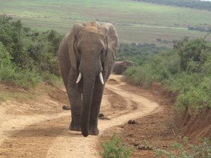 Addo Elefant Parc, South Africa