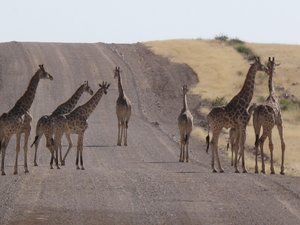 desert giraffes in Namibia