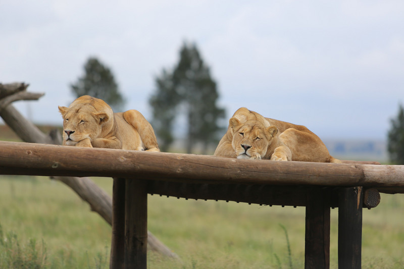 lazy lions