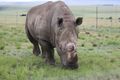 Bundu - the rhino