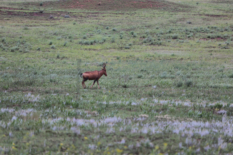 wildlife in the Golden Gate National Parc