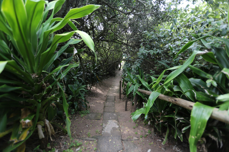 20m of jungle walk to the beach