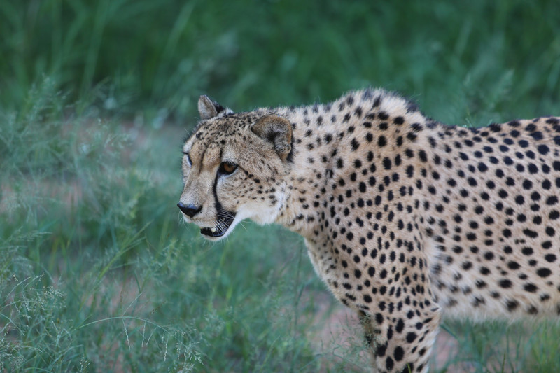 Ann van Dyk Cheetah Reserve