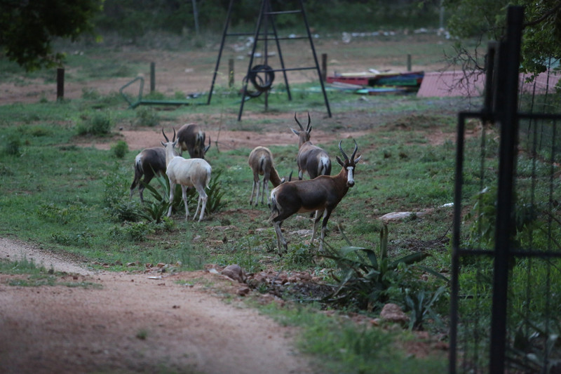 wild antilopes in front of our homestay