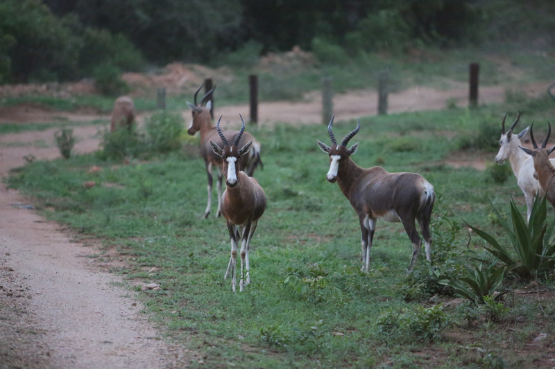 wild antilopes in front of our homestay