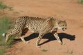 Ann van Dyk Cheetah Reserve