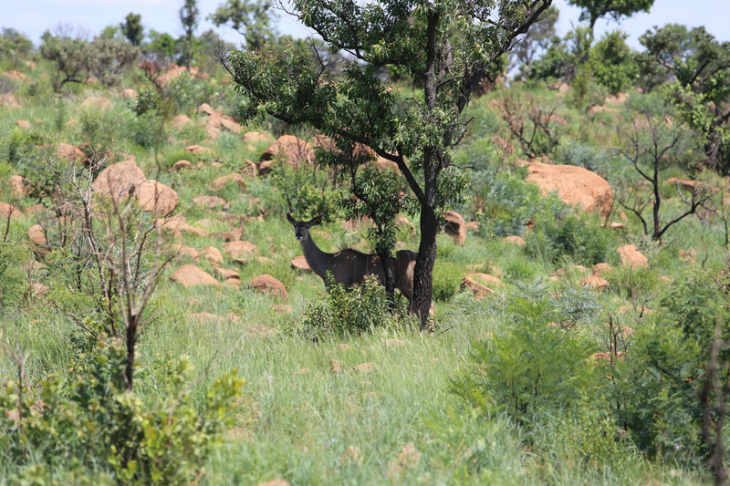kudu hiding in the shade