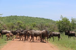 many more gnus protecting their young ones