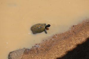 turtle