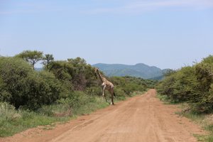 game drive at its best
