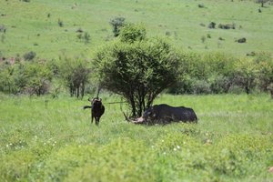 rhino chilling with a gnu under a tree