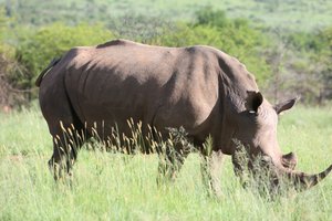what a rhino!