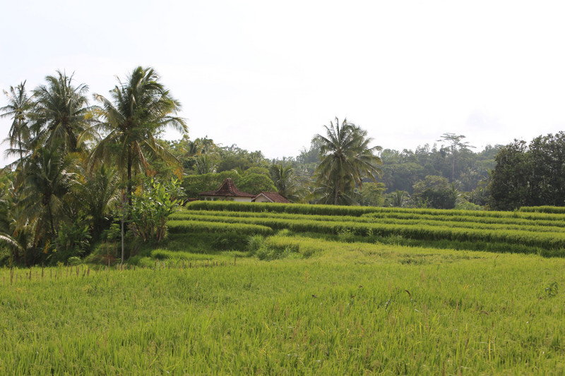 rice fields as far as your eyes can see all around Yogya