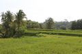 rice fields as far as your eyes can see all around Yogya
