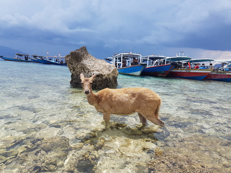deer having a bath on Menjangan island
