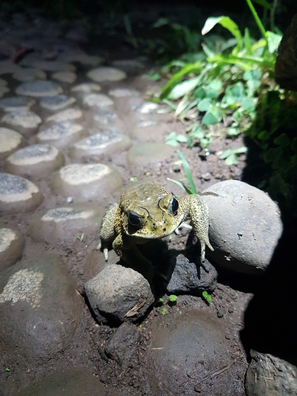 one of many frogs at Omunity responsible for the nightly concerts :-)