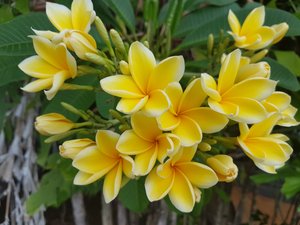 stunning frangipani flowers