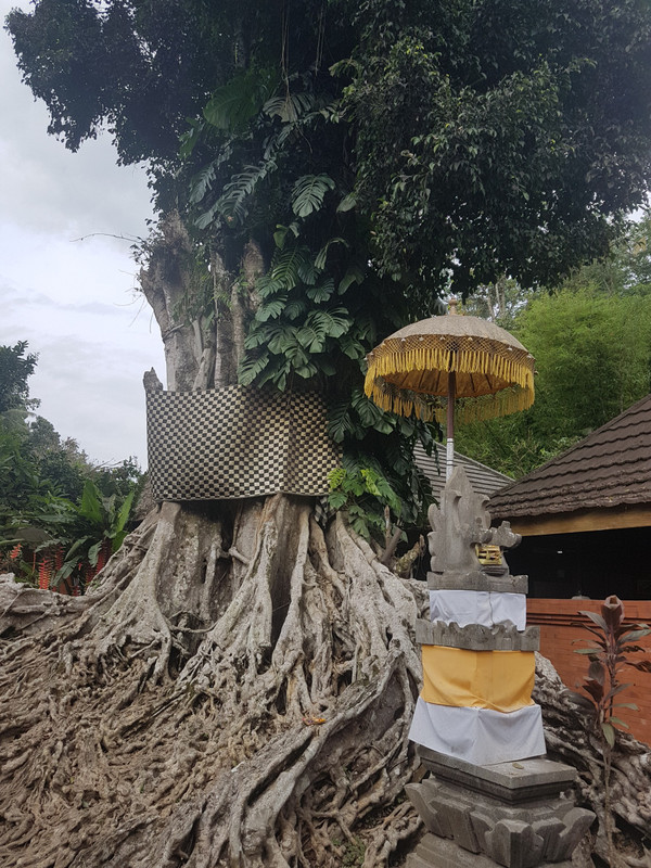 holy tree at Tirta Empul