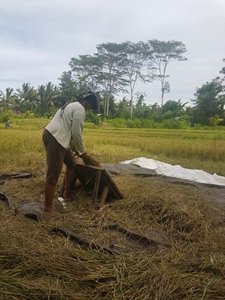 working in the ricefiels around our treehouse