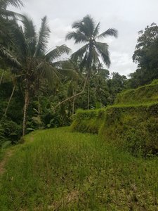 rice terrasses around Gunung Kawi