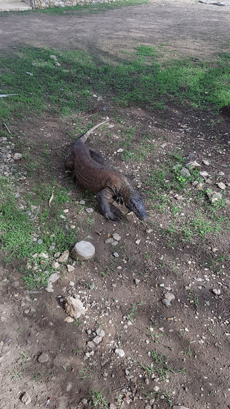 this one was walking and playing with his tongue