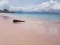 absolutely pink beach