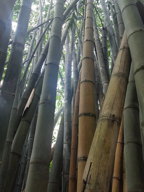 bamboo forrest in the Bukit Nanas Nature Reserve
