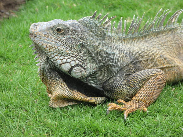 Iguanas in Guayaquil
