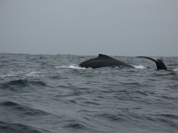 Beweisfoto: wir haben Wale gesehen
