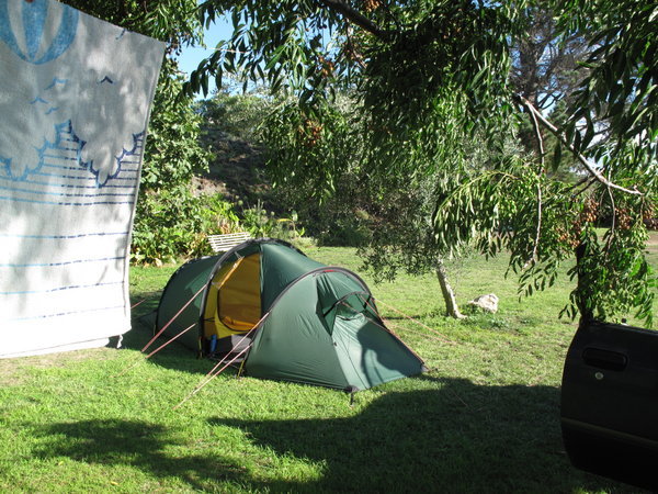 Unser Zeltplatz unter Olivenbaeumen in der Hawkes Bay bei Napier