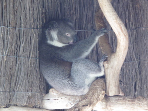 Diese Koalas haengen wirklich nur faul rum
