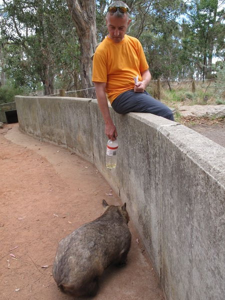 Markus aergert ein fettes Wombat