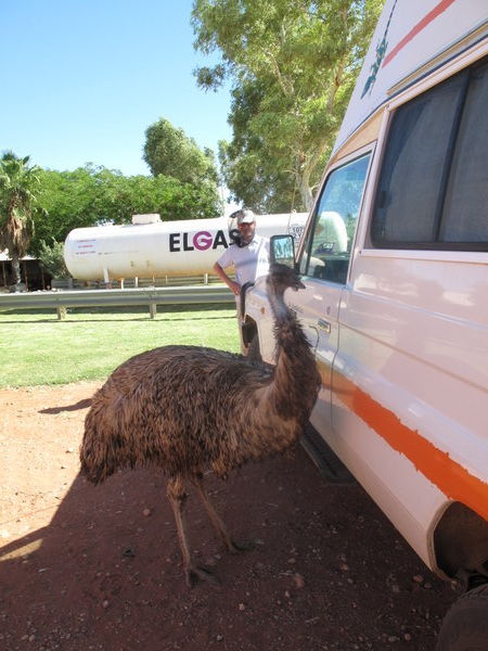 freches Emu am Campingplatz von Curtin Springs inspizierte unser Auto