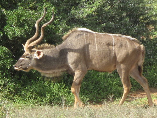 ein Kudu